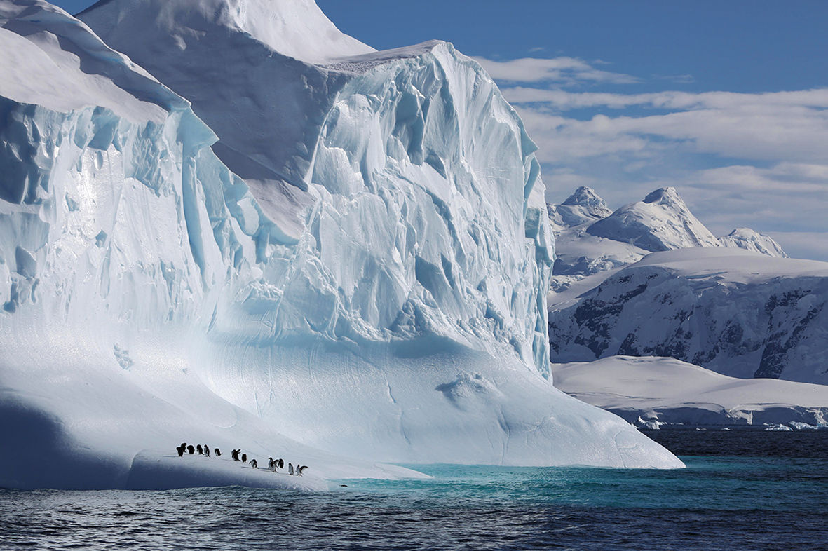 gentoo penguins.jpg